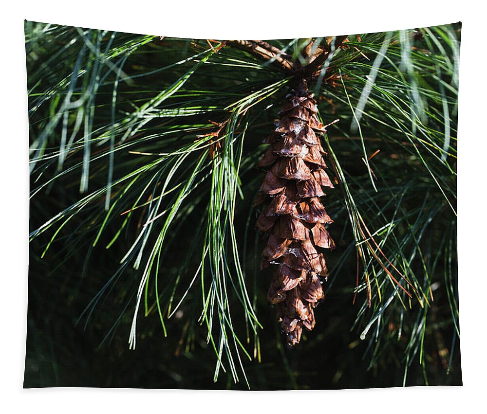 Andrew Pacheco Tapestry featuring the photograph White Pine Cone by Andrew Pacheco
