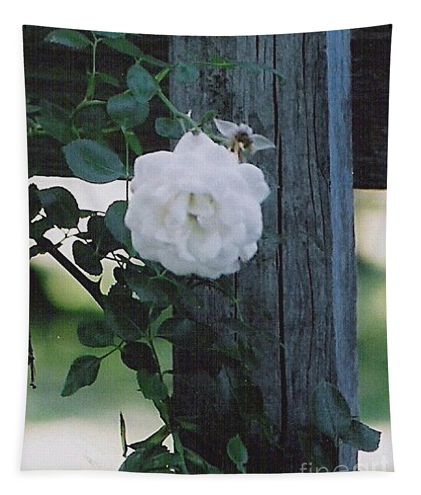 Roses Tapestry featuring the photograph White Rose by Charles Robinson