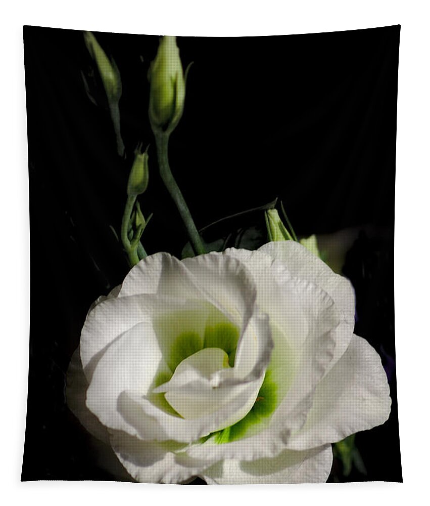 White Tapestry featuring the photograph White Rose on Black by Jeremy Hayden