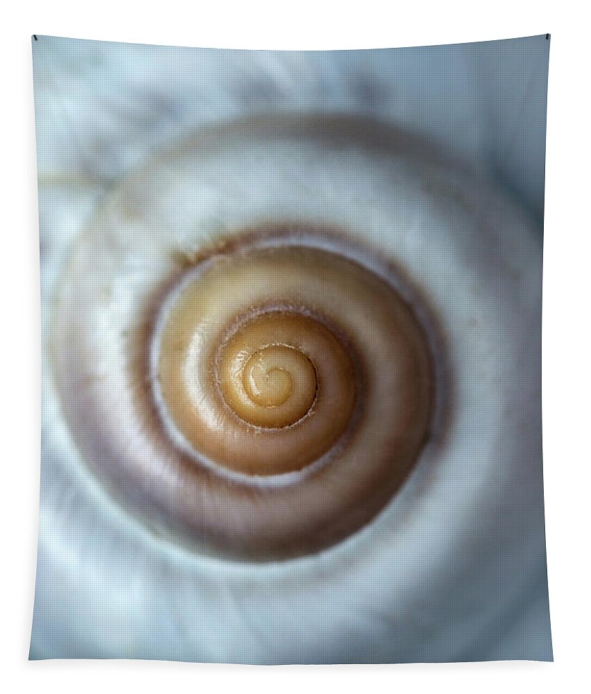 Shell Tapestry featuring the photograph White snail shell by Jaroslaw Blaminsky