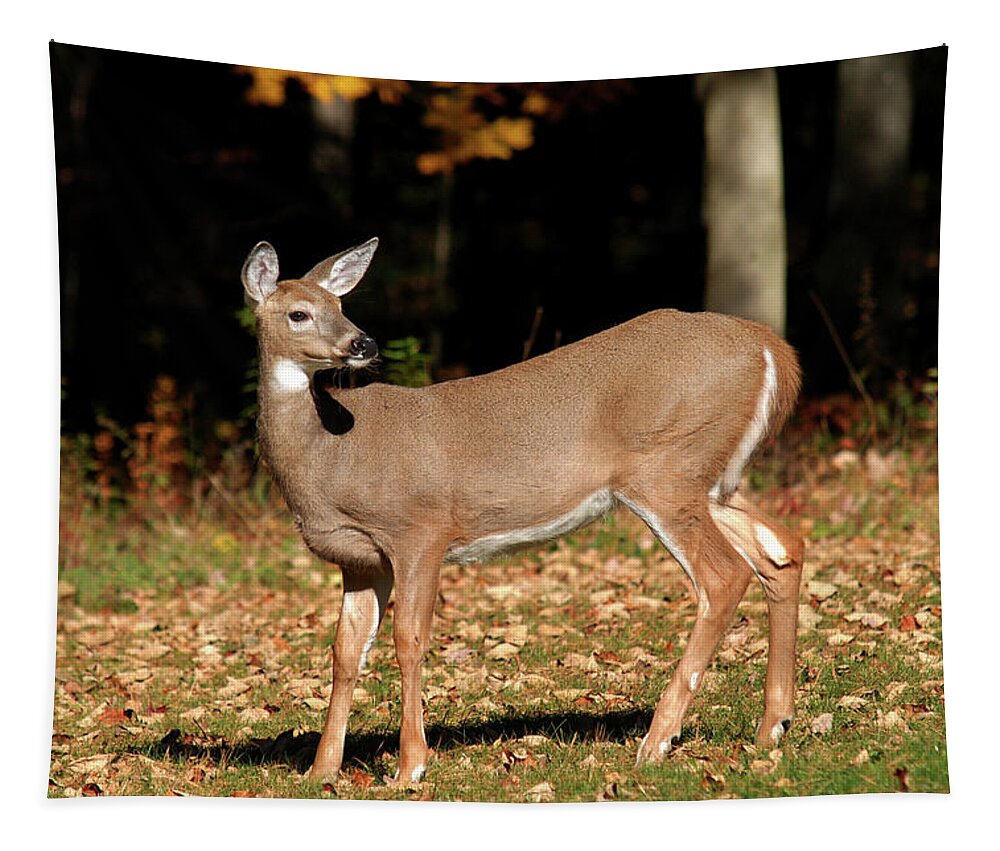White Tailed Deer Tapestry featuring the photograph White Tailed Deer In Autumn by Christina Rollo