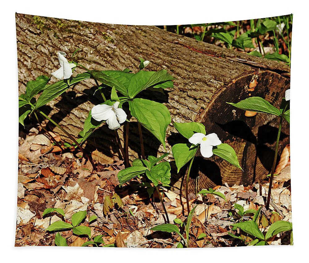 Trilliums Tapestry featuring the photograph White Trilliums by Debbie Oppermann
