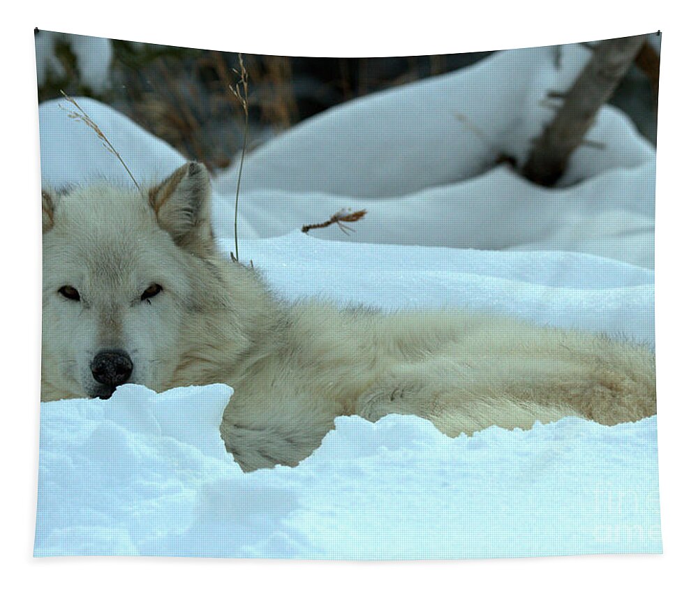  Tapestry featuring the photograph Gray Wolf Winter Nap by Adam Jewell