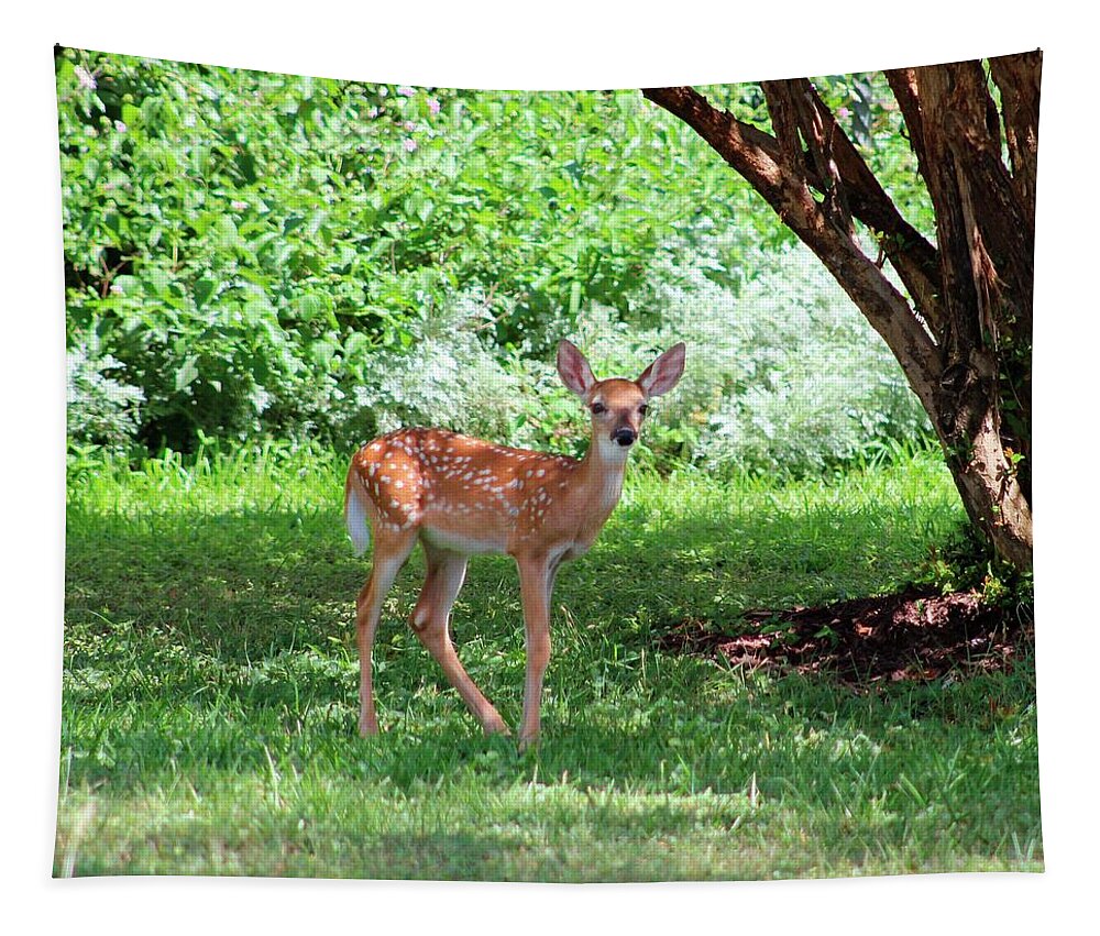 Nature Art Print Tapestry featuring the photograph Whited-tailed Fawn - Face Of Innocence 2 by Ella Kaye Dickey