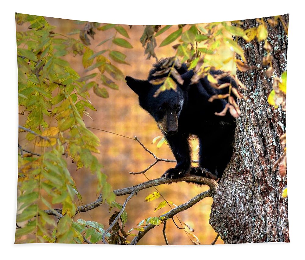 Black Bear Tapestry featuring the photograph Who Are You Looking At by Carol Montoya