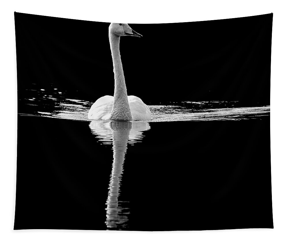 Cygnus Cygnus Tapestry featuring the photograph Whooper swan BW transparent by Jouko Lehto