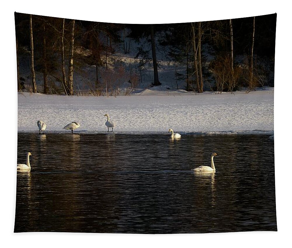 Lehtokukka Tapestry featuring the photograph Whooper swan nr 10 by Jouko Lehto