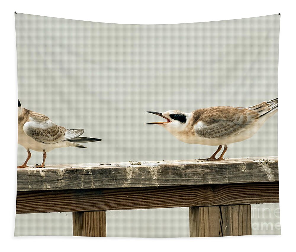Terns Tapestry featuring the photograph Why won't you listen by Sam Rino