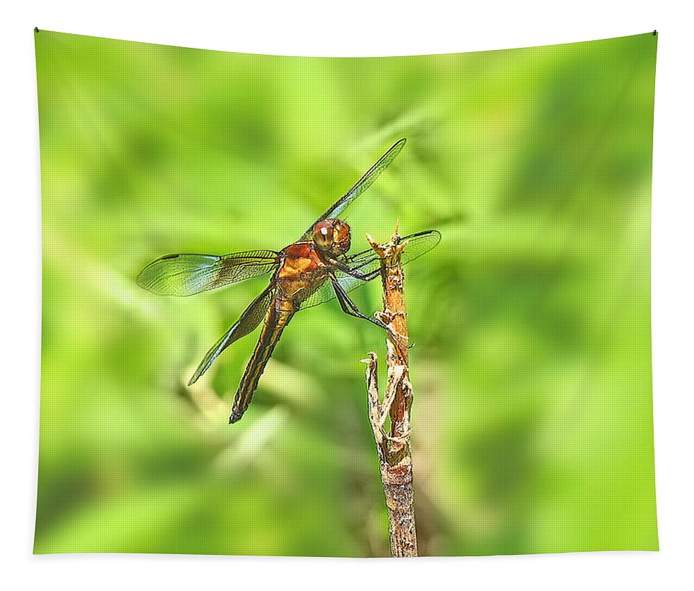 Dragonfly Tapestry featuring the photograph Widow Skimmer Dragonfly - Libellula luctuosa by Carol Senske