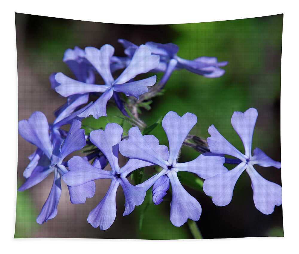 Phlox Family Tapestry featuring the photograph Wild Blue Phlox DSPF0392 by Gerry Gantt