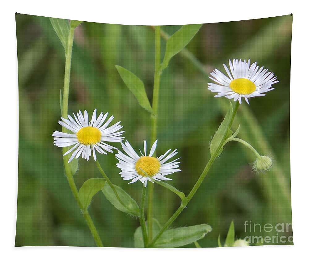 Wild Flower Tapestry featuring the photograph Wild Flower Sunny Side Up by Marc Champagne