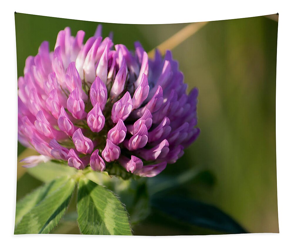 Flower Tapestry featuring the photograph Wild Flower Bloom by Marc Champagne