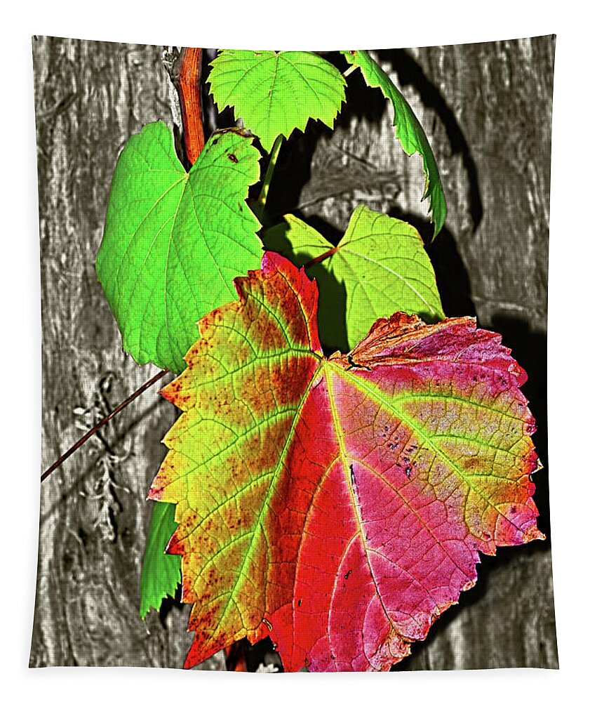 Wild Grape Vine Tapestry featuring the photograph Wild Grape Vine by Kaye Menner by Kaye Menner