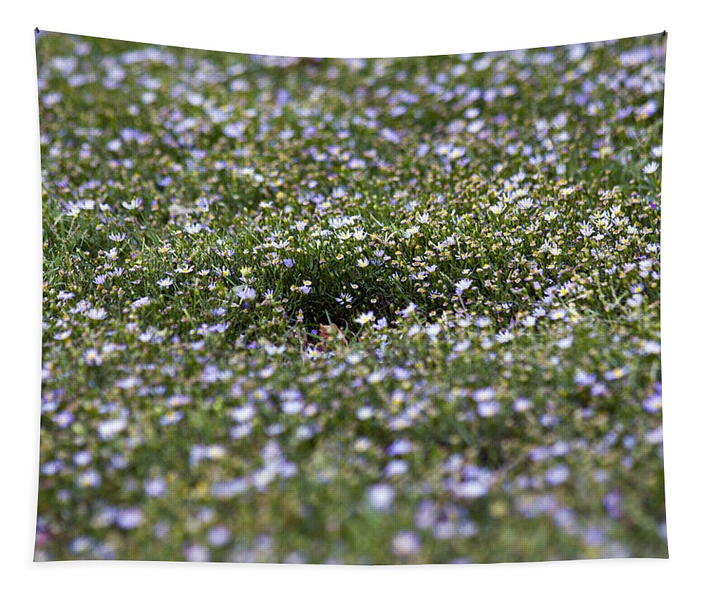 Daisies Tapestry featuring the photograph Wild Joy by Alycia Christine