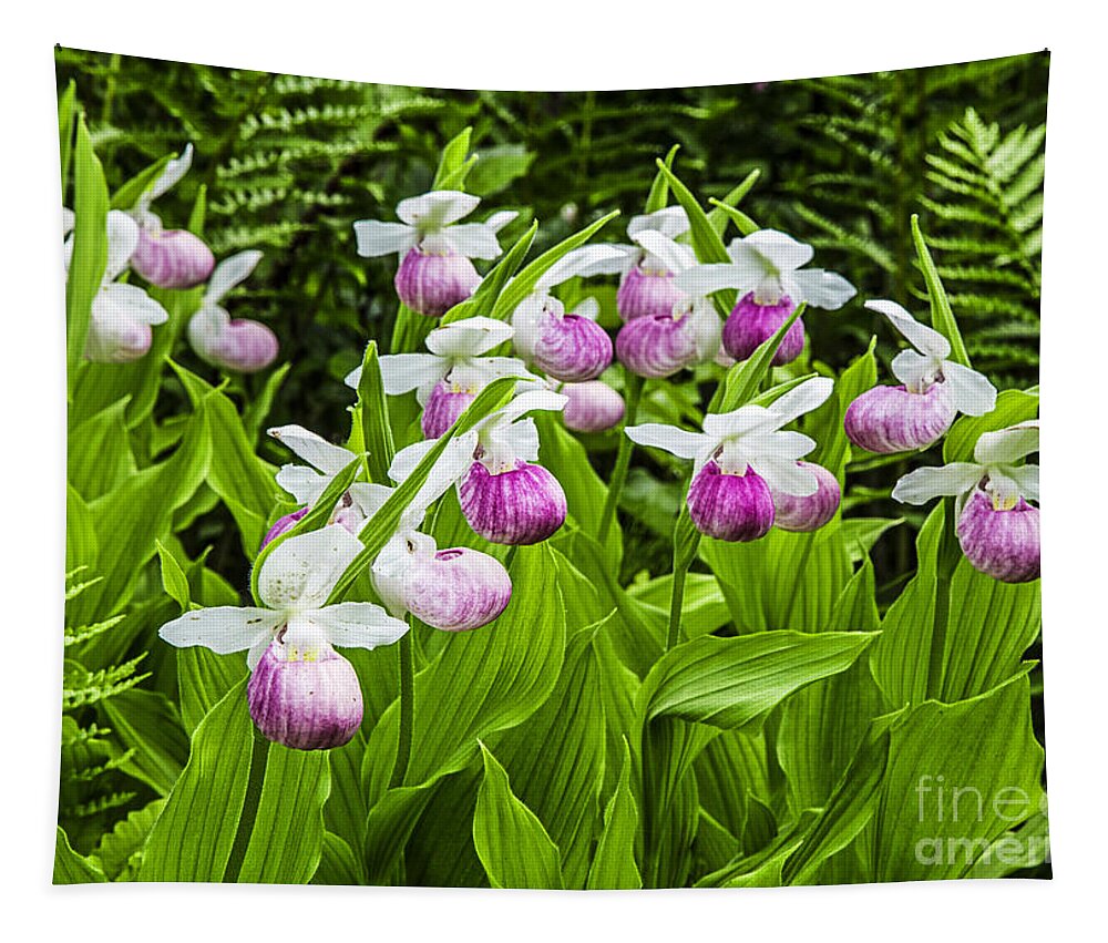 Lady Tapestry featuring the photograph Wild Lady Slipper Flowers by Edward Fielding