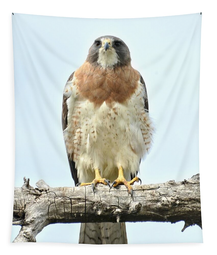 Hawk Tapestry featuring the photograph Wild Red Tail Hawk by Amy McDaniel