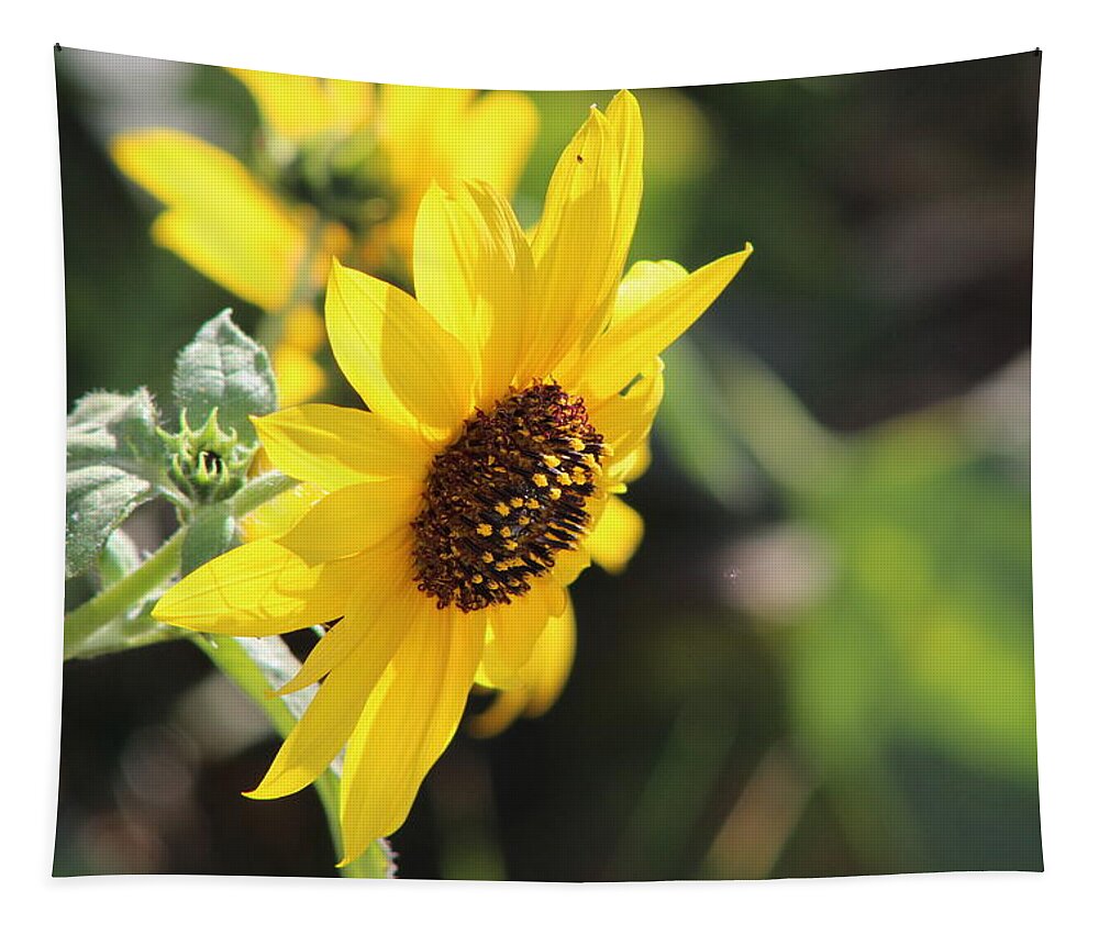 Honey Tapestry featuring the photograph Wild Sunflower in Tones of Honey by Colleen Cornelius