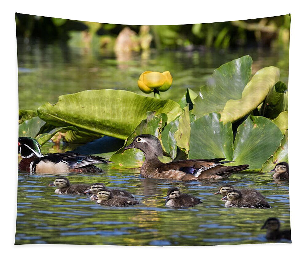 Wood Duck Tapestry featuring the photograph Wild Wood Duck Family Outing by Kathleen Bishop