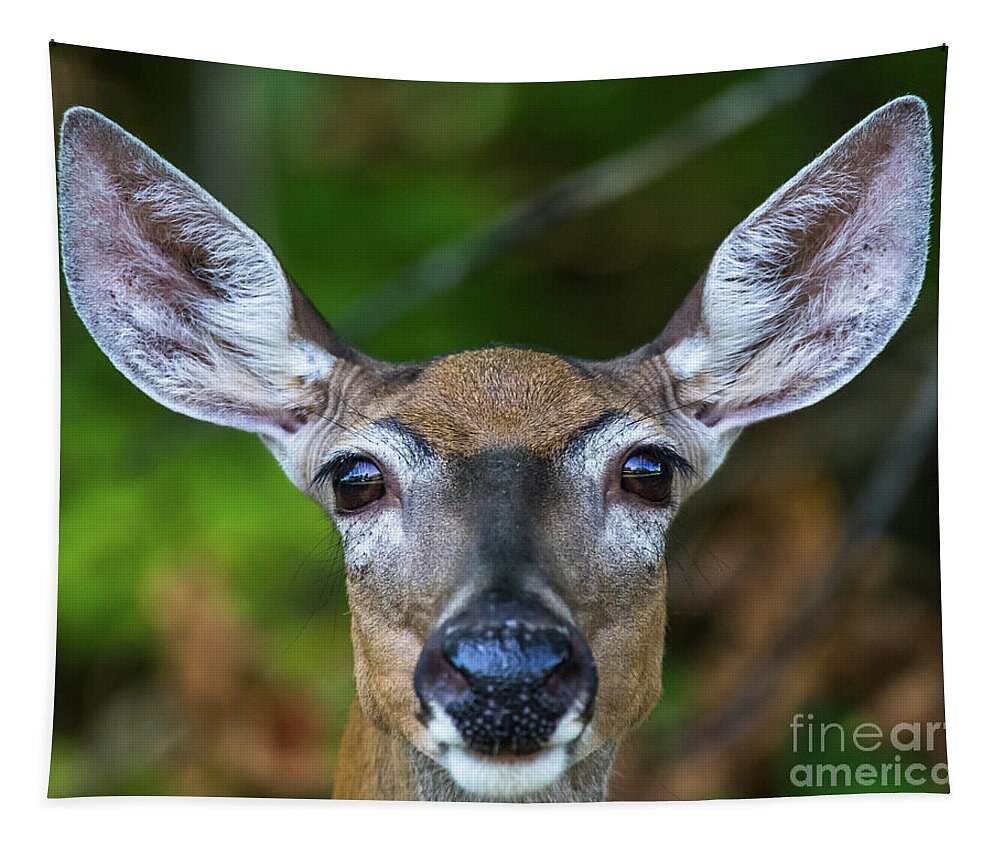 Wildlife Tapestry featuring the photograph Wildlife Deer -0486 by Norris Seward