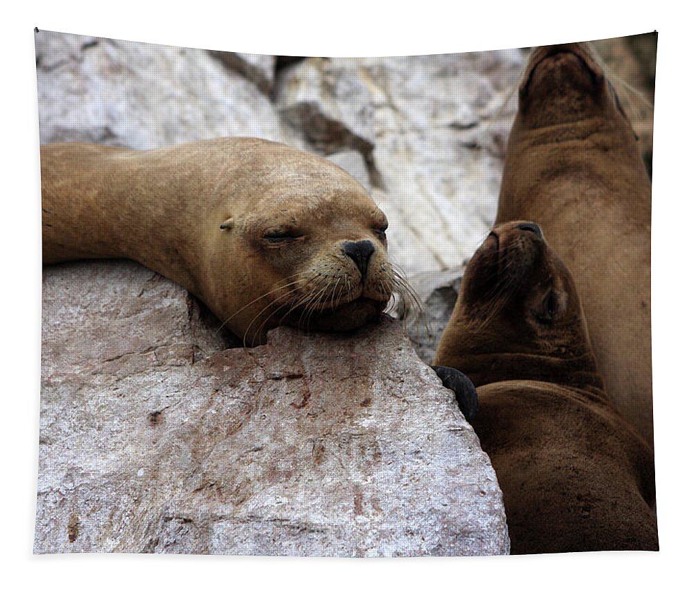 Fur Seals Tapestry featuring the photograph Wildlife Of The Ballestas Islands by Aidan Moran