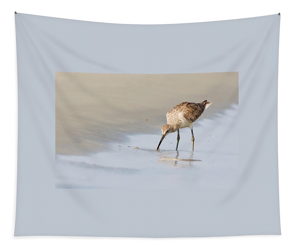 Willet Tapestry featuring the photograph Willet on Beach by Bob Decker