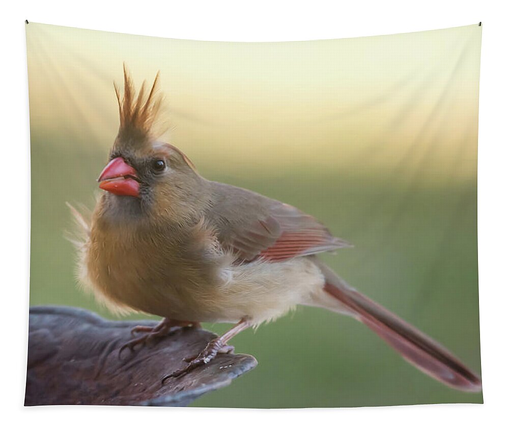Terry D Photography Tapestry featuring the photograph Wind Blown Cardinal by Terry DeLuco