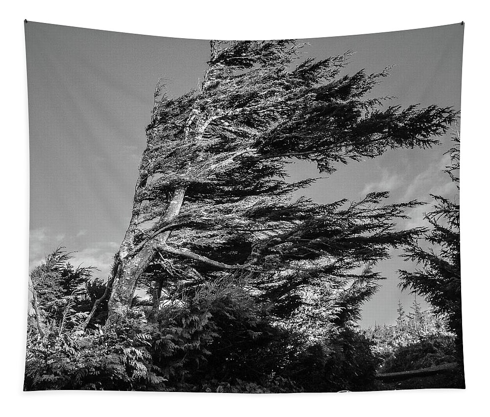 Tree Tapestry featuring the photograph Wind Shaped Tree by Roxy Hurtubise