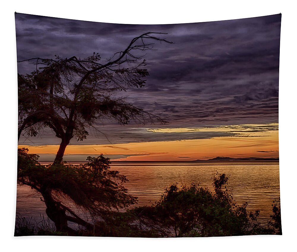 Tree Tapestry featuring the photograph Windswept by Randy Hall