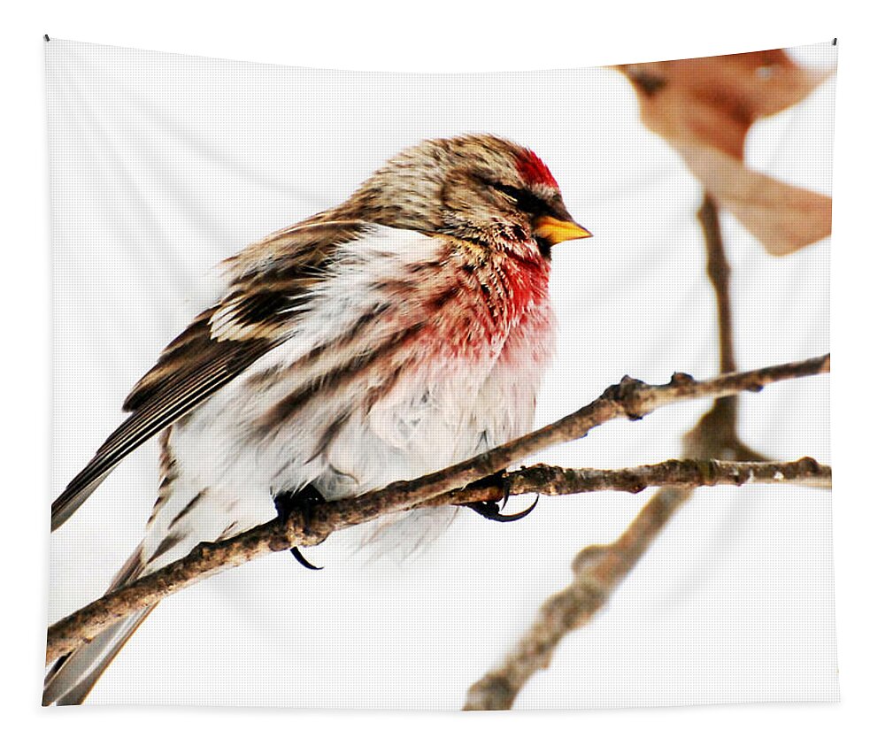 Winter Tapestry featuring the photograph Winter Redpoll by Christina Rollo