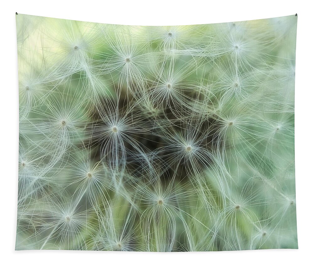 Dandelion Tapestry featuring the photograph Wispy and Delicate by Denise Beverly