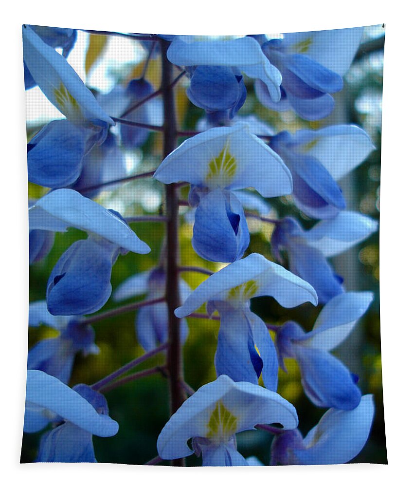 Flora Tapestry featuring the photograph Wisteria - blue hooded ladies by Susan Baker