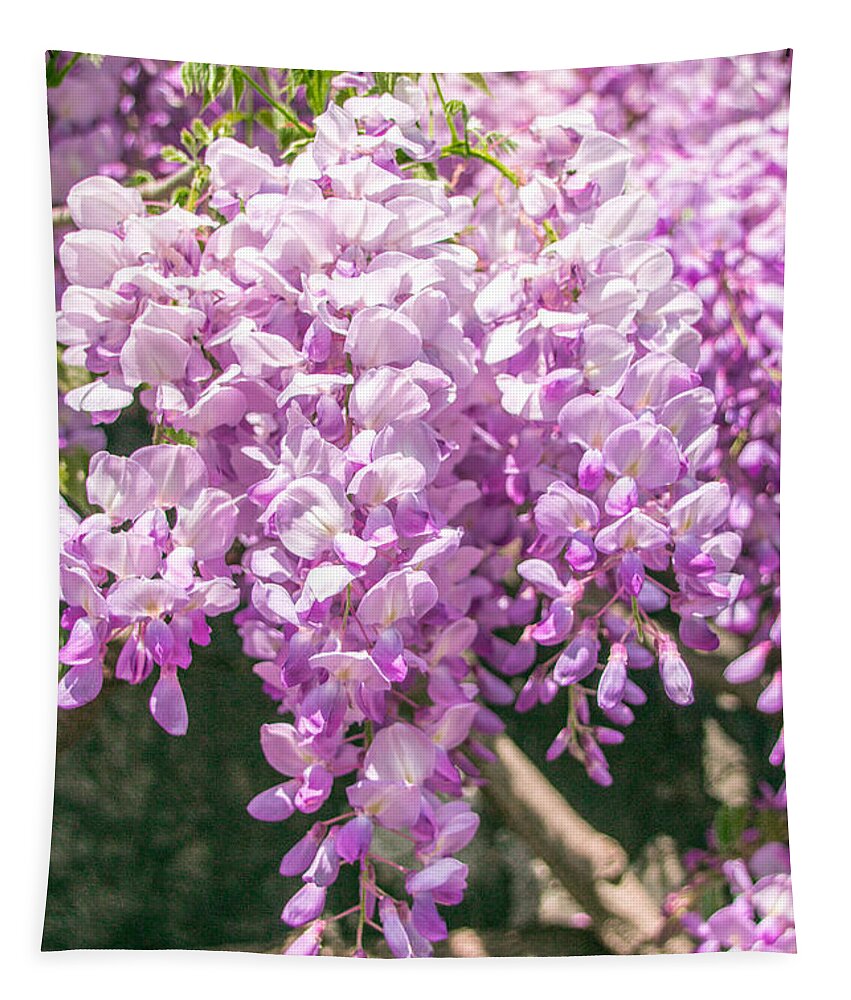 Bloom Tapestry featuring the photograph Wisteria by Amanda Mohler