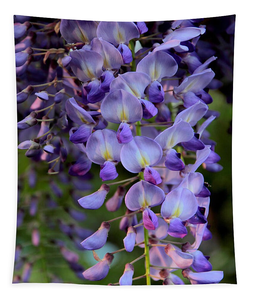 Wisteria Tapestry featuring the photograph Wisteria in Bloom by Jessica Jenney