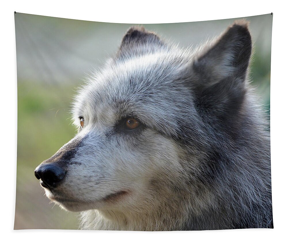 Gray Wolf Tapestry featuring the photograph Wolf Hollow 9582B by Matt Cegelis