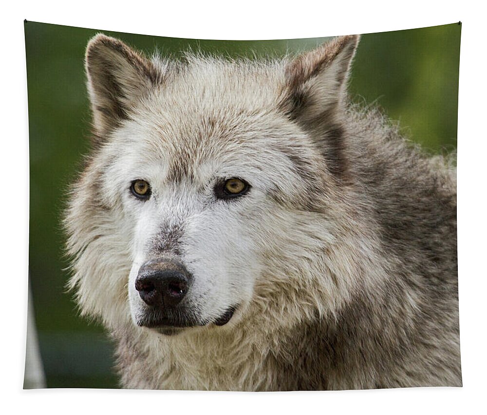 Wolf Tapestry featuring the photograph Wolf by Wesley Aston