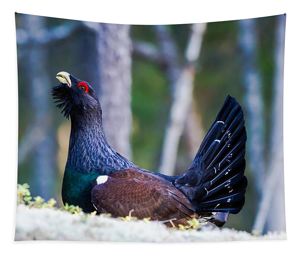 Wood Grouse Ws Tapestry featuring the photograph Wood grouse WS by Torbjorn Swenelius