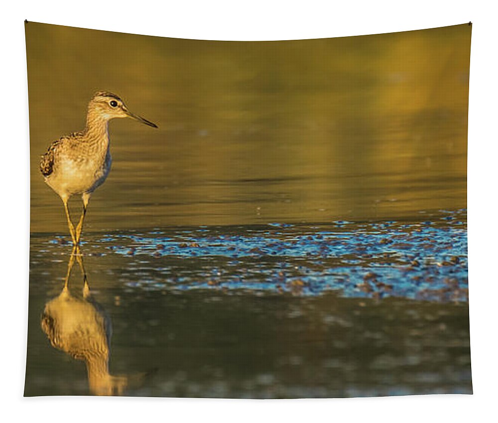 Nature Tapestry featuring the photograph Wood sandpiper at sunset by Jivko Nakev