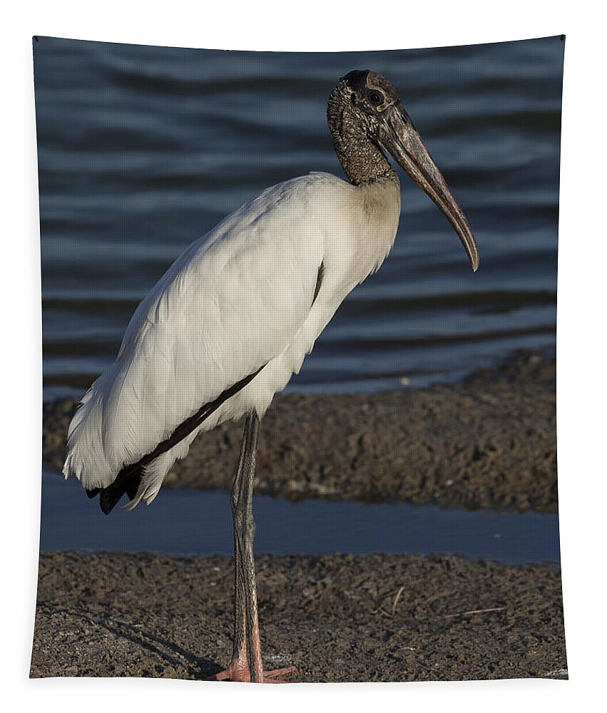 Wood Tapestry featuring the photograph Wood Stork in the final light of day by David Watkins
