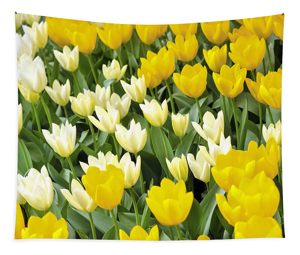 Tulips Tapestry featuring the photograph Yellow and White Tulips by Kyle Wasielewski