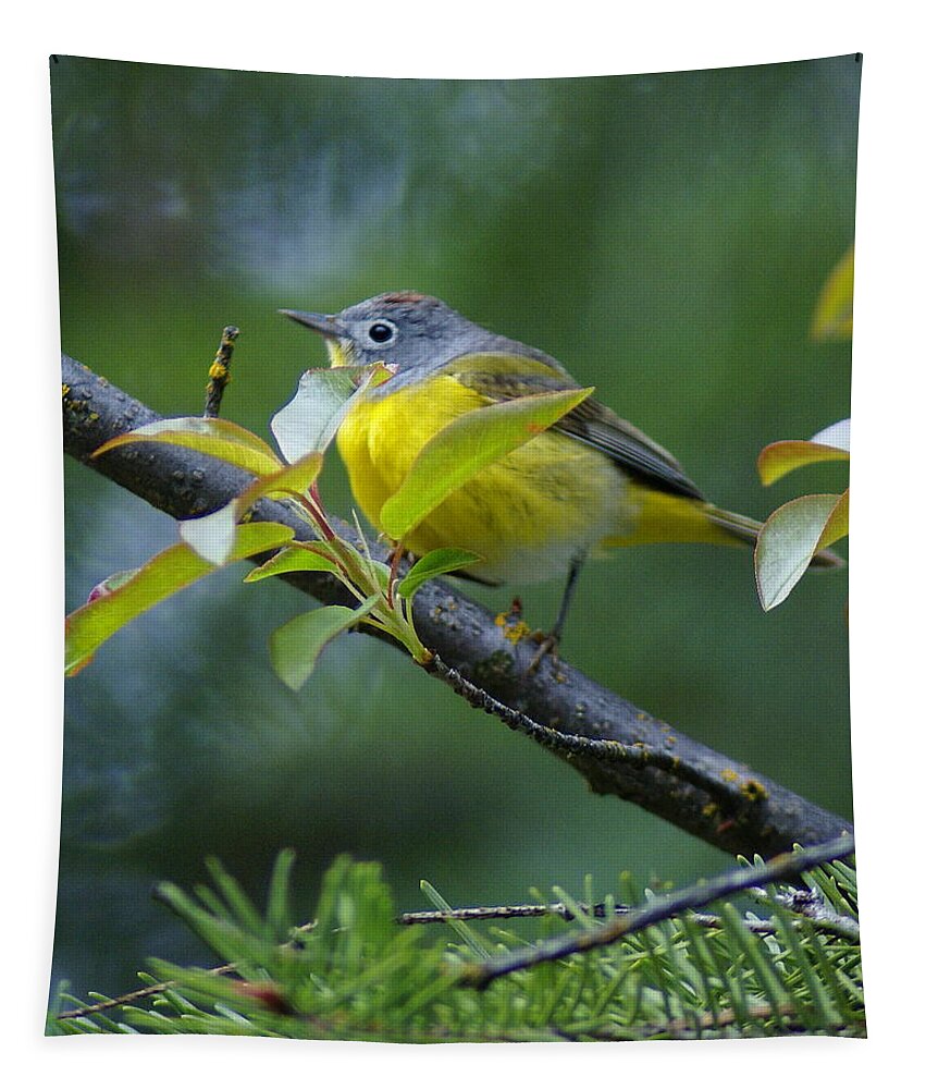 Birds Tapestry featuring the photograph Nashville Warbler by Ben Upham III