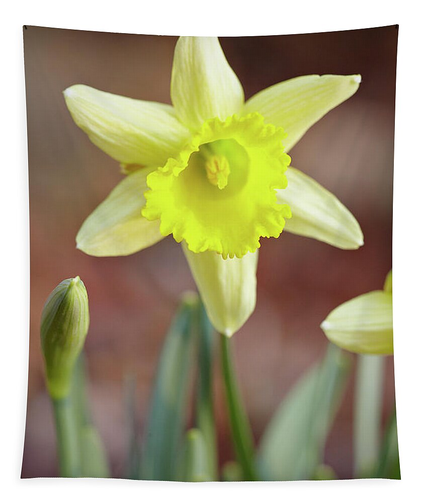 Garden Tapestry featuring the photograph Yellow daffodil by Garden Gate magazine