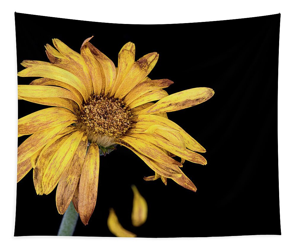 Decay Tapestry featuring the photograph Yellow dahlia withered flower with petals by Michalakis Ppalis