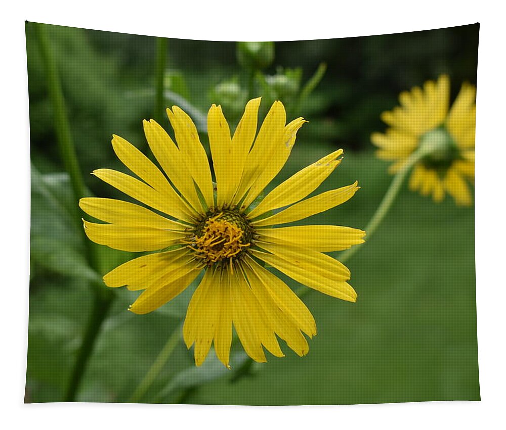Yellow Tapestry featuring the photograph Yellow Daisy 1 by Nina Kindred