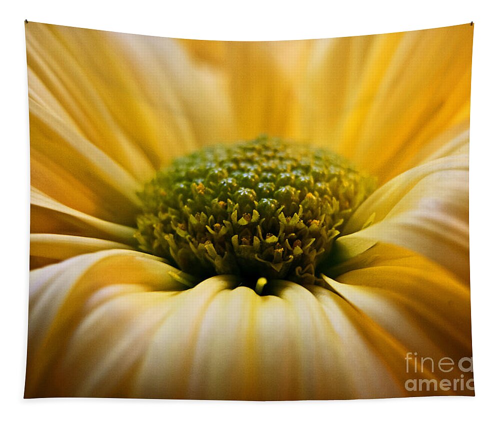 Wall Art Tapestry featuring the photograph Yellow Daisy by Kelly Holm