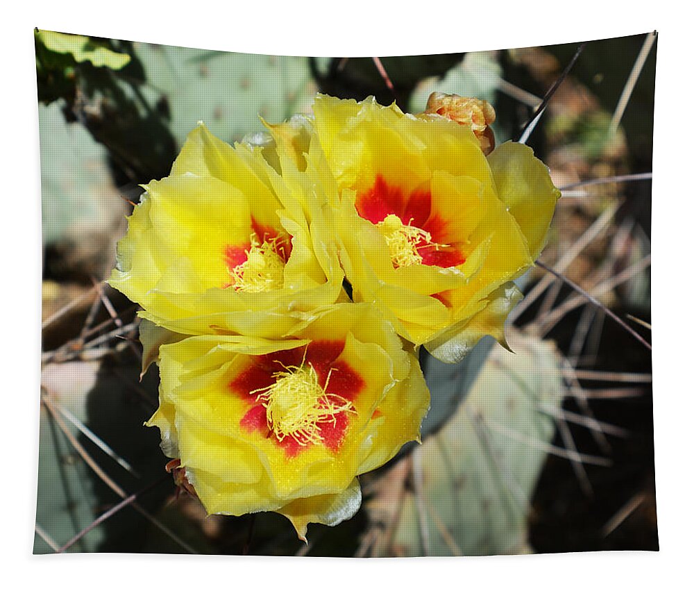 Cactus Tapestry featuring the photograph Yellow Desert Blooms by Aimee L Maher ALM GALLERY