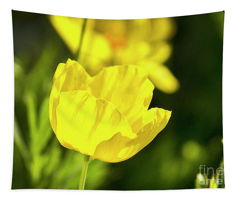 Yellow Poppy Flowering Plant Papaveraceae Family Tapestry featuring the photograph Yellow Poppy by Karen Jorstad