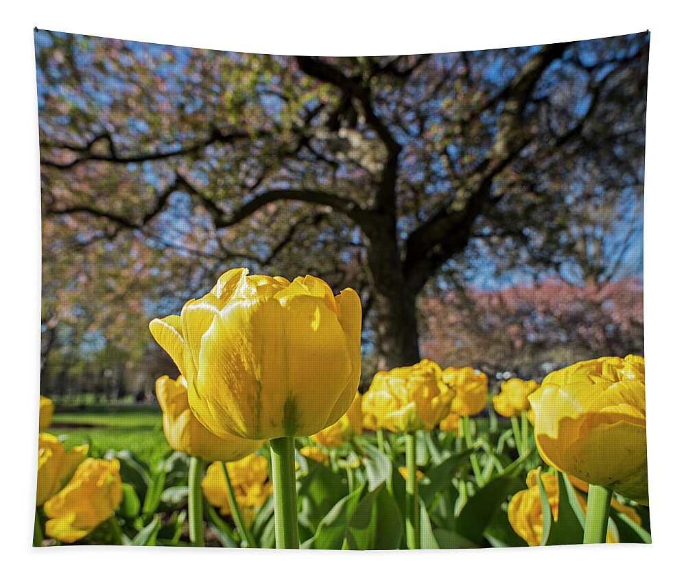 Boston Tapestry featuring the photograph Yellow Tulips in the Public Garden Boston MA by Toby McGuire