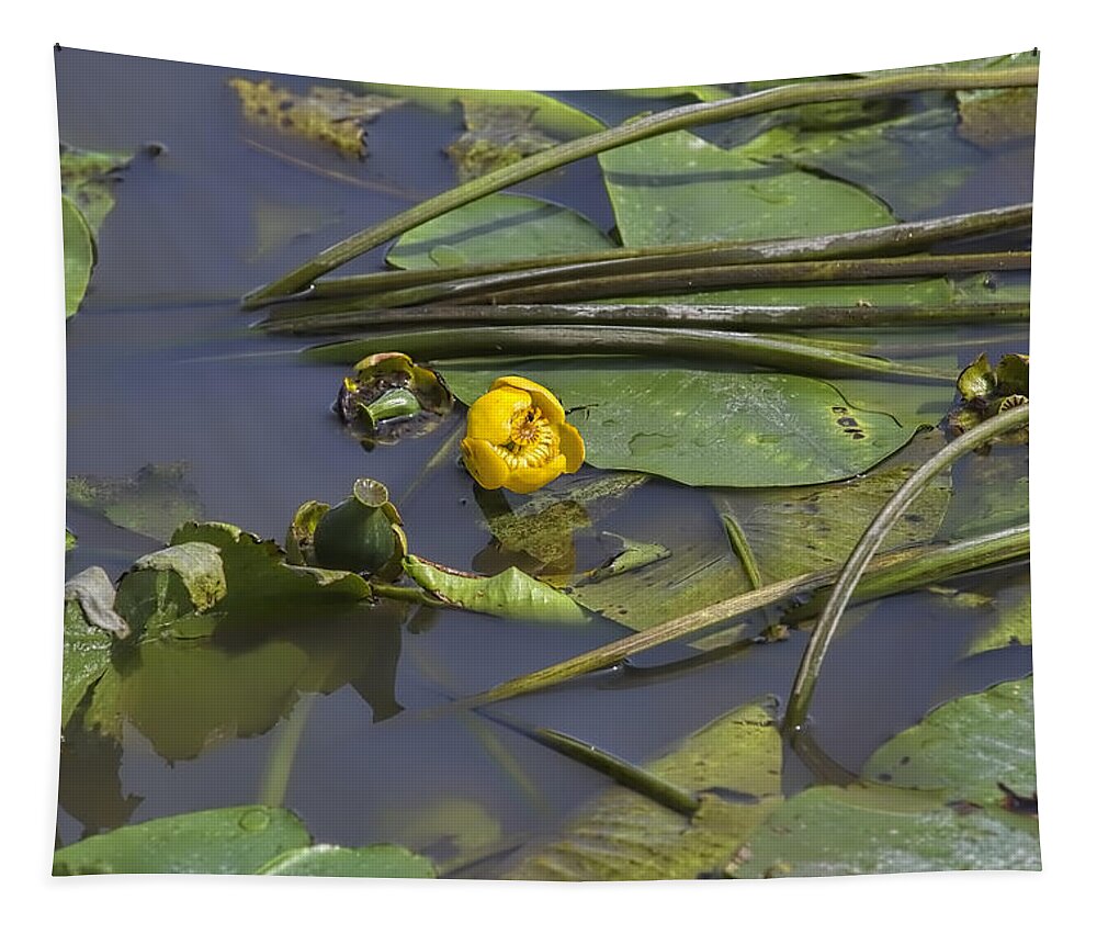 Water-lilly Tapestry featuring the photograph Yellow waterlilly 2015 by Leif Sohlman