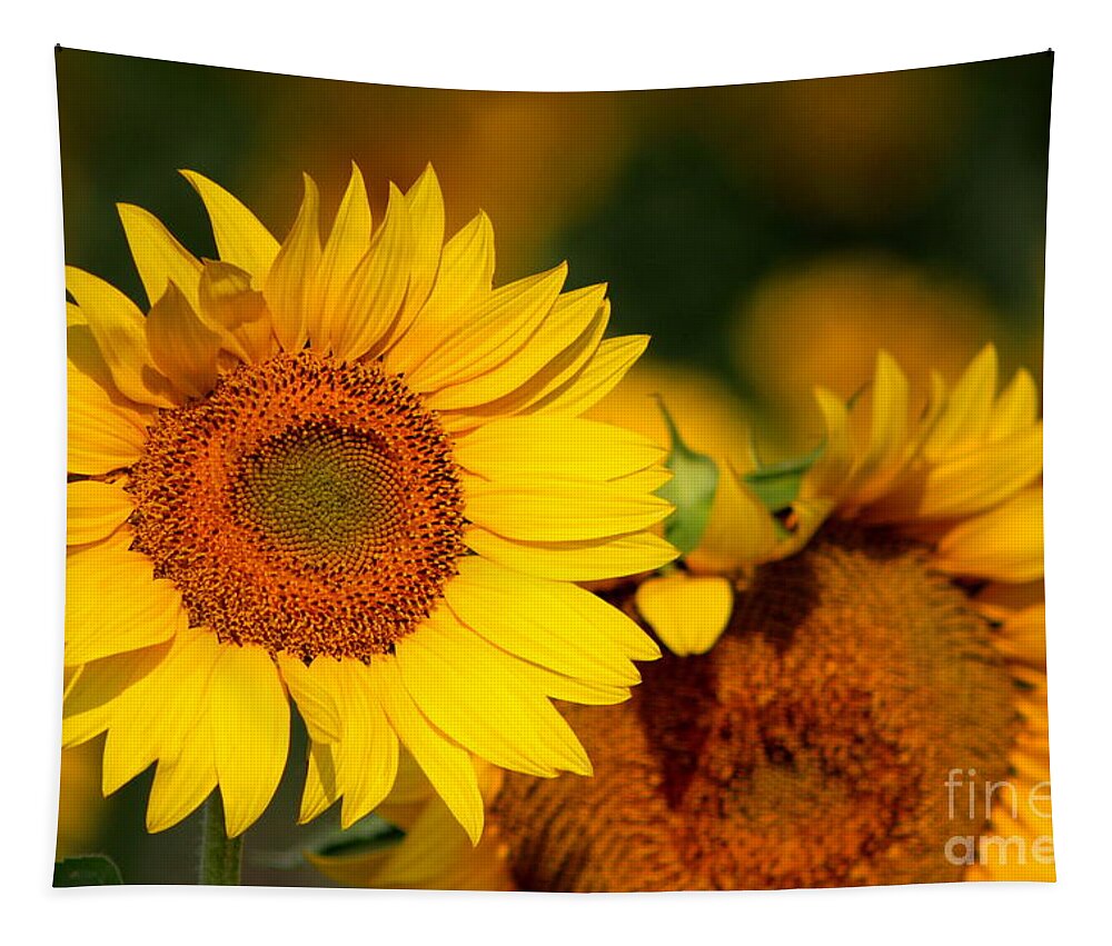 Sunflower Tapestry featuring the photograph You Are My Sunflower by Fiona Kennard