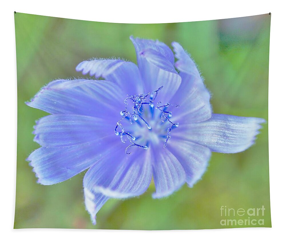 Flowers Tapestry featuring the photograph You look pretty in blue by Merle Grenz